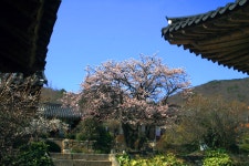 백도 녹산등대 가는 길 - 무심재클럽 여행 - 여행, 바람처럼 흐르다... 3월 27-29일 쪽빛바다에 동백꽃 떨어지는 거문도 백도 녹산등대 가는 길