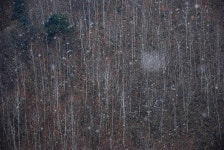 1월 26일 눈 내리는 겨울 산촌의 사랑 이야기를 찾아서 은비령과 자작나무 - 무심재클럽 여행 - 여행, 바람처럼 흐르다 1월 26일 눈 내리는 겨울... 