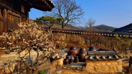 3월 17일 선비의 뜨락에서 피는 매화기행, 성주 한개마을과 회연서원 백매원 - 무심재클럽 여행 - 여행, 바람처럼 흐르다 3월 17일 선비의... 