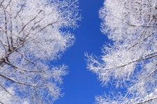 1월 10일 순백의 세상을 꿈꾸며 떠나는 제천 의림지 비룡담 정선 만항재 눈꽃여행 - 무심재클럽 여행 - 여행, 바람처럼 흐르다 1월 10일 순백의... 