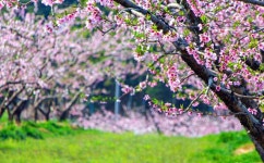 4월 19일 감곡 복사꽃 마을과 의림지 청풍호 충주호의 아름다운 봄날 - 무심재클럽 여행 - 여행, 바람처럼 흐르다 4월 19일 감곡 복사꽃 마을과... 