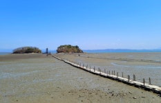 4월13일 서산목장 벚꽃길, 안면암 벚꽃 동산, 천리포 수목원 목련축제... 서산목장 벚꽃길, 안면암 벚꽃 동산, 천리포 수목원 목련축제, 골성지... 