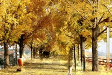 11. 20. - 파인더로 본 세상 - 여행, 바람처럼 흐르다 아산 곡교천 은행나무길과 현충사의 만추, 2025. 11. 20.