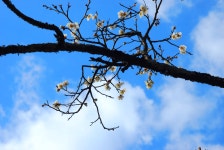 백도 녹산등대 가는 길 - 무심재클럽 여행 - 여행, 바람처럼 흐르다... 3월 27-29일 쪽빛바다에 동백꽃 떨어지는 거문도 백도 녹산등대 가는 길