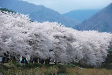 4월 2-3일 진양호, 진주 남강, 남해바다에서, 섬진강으로 흐르는 벚꽃로드 - 내 마음의 여로, 그곳 - 여행, 바람처럼 흐르다 4월 2-3일 진양호, 진주... 