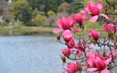 4월13일 서산목장 벚꽃길, 안면암 벚꽃 동산, 천리포 수목원 목련축제... 서산목장 벚꽃길, 안면암 벚꽃 동산, 천리포 수목원 목련축제, 골성지... 
