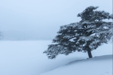 1월 10일 순백의 세상을 꿈꾸며 떠나는 제천 의림지 비룡담 정선 만항재 눈꽃여행 - 무심재클럽 여행 - 여행, 바람처럼 흐르다 1월 10일 순백의... 