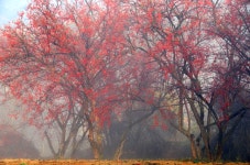 12월 2일 가을과 이별하는 곳, 이천 산수유와 비내섬 억새, 남한강... 12월 2일 가을과 이별하는 곳, 이천 산수유와 비내섬 억새, 남한강 폐사지(추가)