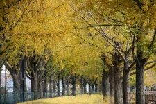 11. 20. - 파인더로 본 세상 - 여행, 바람처럼 흐르다 아산 곡교천 은행나무길과 현충사의 만추, 2025. 11. 20.