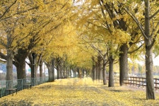 11. 20. - 파인더로 본 세상 - 여행, 바람처럼 흐르다 아산 곡교천 은행나무길과 현충사의 만추, 2025. 11. 20.