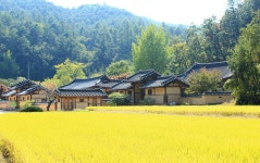하회마을, 도산서원, 퇴계종택, 이육사 고향마을 - 무심재클럽 여행... 14일 가을빛에 물든 안동 하회마을, 도산서원, 퇴계종택, 이육사 고향마을