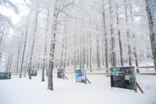 1월 10일 순백의 세상을 꿈꾸며 떠나는 제천 의림지 비룡담 정선 만항재 눈꽃여행 - 무심재클럽 여행 - 여행, 바람처럼 흐르다 1월 10일 순백의... 