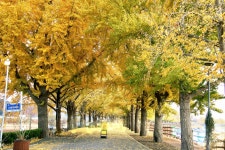 11. 20. - 파인더로 본 세상 - 여행, 바람처럼 흐르다 아산 곡교천 은행나무길과 현충사의 만추, 2025. 11. 20.