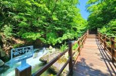 7월 18일 정선 항골 숨바우길 원시림의 숲속에서 더위를 씻다 - 무심재클럽 여행 - 여행, 바람처럼 흐르다 7월 18일 정선 항골 숨바우길 원시림의... 