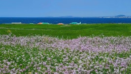 4월 11-14일 유채꽃과 청보리 그 황홀한 봄날의 제주, 섬속의 섬여행... 흐르다 4월 11-14일 유채꽃과 청보리 그 황홀한 봄날의 제주, 섬속의 섬여행