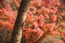 11. 20. - 파인더로 본 세상 - 여행, 바람처럼 흐르다 아산 곡교천 은행나무길과 현충사의 만추, 2025. 11. 20.