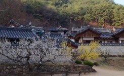 3월 31일 퇴계 예던길과 고독한 선비의 뜨락에 피는 매화를 찾아서 - 무심재클럽 여행 - 여행, 바람처럼 흐르다 3월 31일 퇴계 예던길과 고독한... 