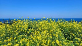 4월 11-14일 유채꽃과 청보리 그 황홀한 봄날의 제주, 섬속의 섬여행... 흐르다 4월 11-14일 유채꽃과 청보리 그 황홀한 봄날의 제주, 섬속의 섬여행