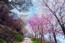 4월13일 서산목장 벚꽃길, 안면암 벚꽃 동산, 천리포 수목원 목련축제... 서산목장 벚꽃길, 안면암 벚꽃 동산, 천리포 수목원 목련축제, 골성지... 