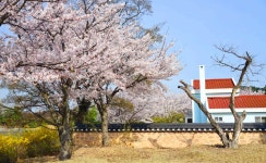 백도 녹산등대 가는 길 - 무심재클럽 여행 - 여행, 바람처럼 흐르다... 3월 27-29일 쪽빛바다에 동백꽃 떨어지는 거문도 백도 녹산등대 가는 길