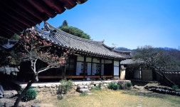 3월 17일 선비의 뜨락에서 피는 매화기행, 성주 한개마을과 회연서원 백매원 - 무심재클럽 여행 - 여행, 바람처럼 흐르다 3월 17일 선비의... 