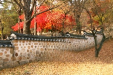 11. 20. - 파인더로 본 세상 - 여행, 바람처럼 흐르다 아산 곡교천 은행나무길과 현충사의 만추, 2025. 11. 20.