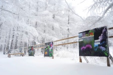 1월 10일 순백의 세상을 꿈꾸며 떠나는 제천 의림지 비룡담 정선 만항재 눈꽃여행 - 무심재클럽 여행 - 여행, 바람처럼 흐르다 1월 10일 순백의... 