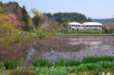 4월13일 서산목장 벚꽃길, 안면암 벚꽃 동산, 천리포 수목원 목련축제... 서산목장 벚꽃길, 안면암 벚꽃 동산, 천리포 수목원 목련축제, 골성지... 