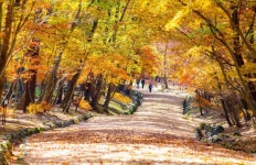 11월 4일 신들의 정원 조선왕릉의 단풍 숲과 포천 국립수목원 단풍길... 11월 4일 신들의 정원 조선왕릉의 단풍 숲과 포천 국립수목원 단풍길
