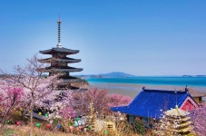 4월13일 서산목장 벚꽃길, 안면암 벚꽃 동산, 천리포 수목원 목련축제... 서산목장 벚꽃길, 안면암 벚꽃 동산, 천리포 수목원 목련축제, 골성지... 