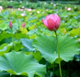 ***우아한 연꽃의 수줍은 미소^^(완주 송광사)*** - 파인더로 본 세상 - 여행, 바람처럼 흐르다 ***우아한 연꽃의 수줍은 미소^^(완주 송광사)***