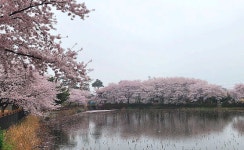 4월13일 서산목장 벚꽃길, 안면암 벚꽃 동산, 천리포 수목원 목련축제... 서산목장 벚꽃길, 안면암 벚꽃 동산, 천리포 수목원 목련축제, 골성지... 