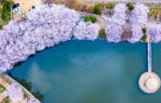 4월13일 서산목장 벚꽃길, 안면암 벚꽃 동산, 천리포 수목원 목련축제... 서산목장 벚꽃길, 안면암 벚꽃 동산, 천리포 수목원 목련축제, 골성지... 