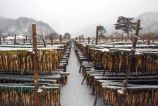 1월 26일 눈 내리는 겨울 산촌의 사랑 이야기를 찾아서 은비령과 자작나무 - 무심재클럽 여행 - 여행, 바람처럼 흐르다 1월 26일 눈 내리는 겨울... 