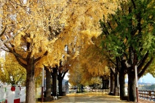 11. 20. - 파인더로 본 세상 - 여행, 바람처럼 흐르다 아산 곡교천 은행나무길과 현충사의 만추, 2025. 11. 20.