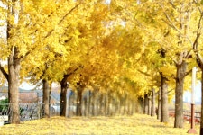 11. 20. - 파인더로 본 세상 - 여행, 바람처럼 흐르다 아산 곡교천 은행나무길과 현충사의 만추, 2025. 11. 20.