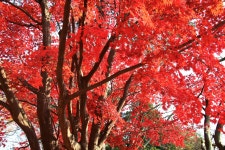 11. 20. - 파인더로 본 세상 - 여행, 바람처럼 흐르다 아산 곡교천 은행나무길과 현충사의 만추, 2025. 11. 20.