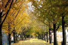 11. 20. - 파인더로 본 세상 - 여행, 바람처럼 흐르다 아산 곡교천 은행나무길과 현충사의 만추, 2025. 11. 20.