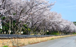 백도 녹산등대 가는 길 - 무심재클럽 여행 - 여행, 바람처럼 흐르다... 3월 27-29일 쪽빛바다에 동백꽃 떨어지는 거문도 백도 녹산등대 가는 길