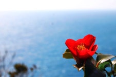 백도 녹산등대 가는 길 - 무심재클럽 여행 - 여행, 바람처럼 흐르다... 3월 27-29일 쪽빛바다에 동백꽃 떨어지는 거문도 백도 녹산등대 가는 길