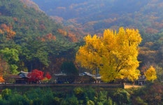 11월 8-9일 청도 감마을과 운문사, 밀양 은행나무와 마르코 기념성당... 8-9일 청도 감마을과 운문사, 밀양 은행나무와 마르코 기념성당, 만어사