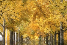 11. 20. - 파인더로 본 세상 - 여행, 바람처럼 흐르다 아산 곡교천 은행나무길과 현충사의 만추, 2025. 11. 20.