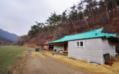 3월 5일 내소사 청련암 복수초 노루귀, 내변산 청림리 변산바람꽃, 군산... 청련암 복수초 노루귀, 내변산 청림리 변산바람꽃, 군산 할매 팽나무