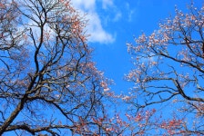 백도 녹산등대 가는 길 - 무심재클럽 여행 - 여행, 바람처럼 흐르다... 3월 27-29일 쪽빛바다에 동백꽃 떨어지는 거문도 백도 녹산등대 가는 길