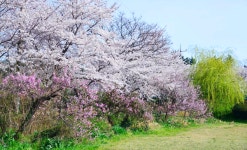 백도 녹산등대 가는 길 - 무심재클럽 여행 - 여행, 바람처럼 흐르다... 3월 27-29일 쪽빛바다에 동백꽃 떨어지는 거문도 백도 녹산등대 가는 길