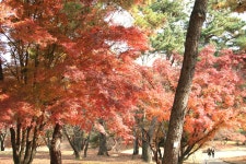 11. 20. - 파인더로 본 세상 - 여행, 바람처럼 흐르다 아산 곡교천 은행나무길과 현충사의 만추, 2025. 11. 20.