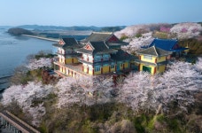 4월13일 서산목장 벚꽃길, 안면암 벚꽃 동산, 천리포 수목원 목련축제... 서산목장 벚꽃길, 안면암 벚꽃 동산, 천리포 수목원 목련축제, 골성지... 