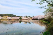 4월13일 서산목장 벚꽃길, 안면암 벚꽃 동산, 천리포 수목원 목련축제... 서산목장 벚꽃길, 안면암 벚꽃 동산, 천리포 수목원 목련축제, 골성지... 