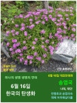 6월 16일. 한국의 탄생화와 부부 사랑 / 송엽국, 번행초... 철학/유레카3 6월 16일. 한국의 탄생화와 부부 사랑 / 송엽국, 번행초, 리빙스턴데이지...