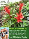 12월 20일. 한국의 탄생화와 부부 사랑 / 파인애플, 구즈마니아... 꽃과 철학/유레카3 12월 20일. 한국의 탄생화와 부부 사랑 / 파인애플, 구즈마니아